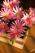 Margritte rosa