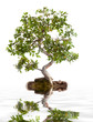 Bonsai vody