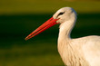 Storch