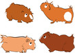 Guinea pigs