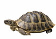 Turtle isolated on white background testudo hermanni