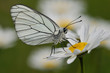 Gazé Aporia crataegi
