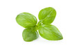Fresh sprig of basil, isolated Fresh sprig of basil, isolated