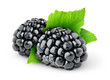 Two blackberries isolated on white