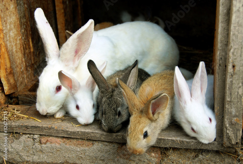 Photo: Bunny Rabbits family Bunny Rabbits family