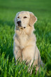 portrait of a dog
