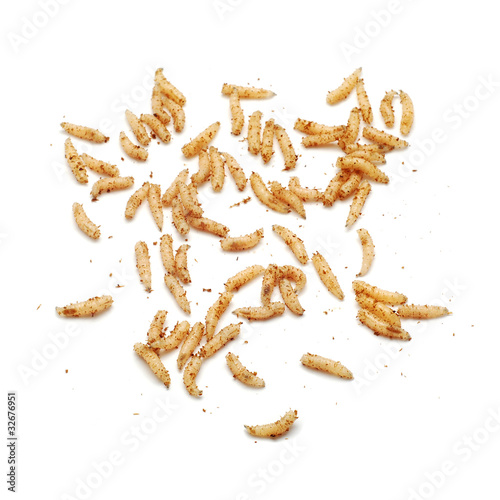 Photo: worms worms