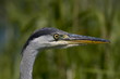 Heron location Echten the Netherlands