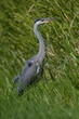 Heron location Echten the Netherlands