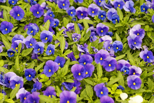 Photo: bratek / pansy bratek / pansy