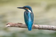 Kingfisher reserve Hoogeveen the Netherlands