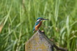 Kingfisher reserve Hoogeveen the Netherlands