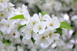 blossom apple tree branch blossom apple tree branch