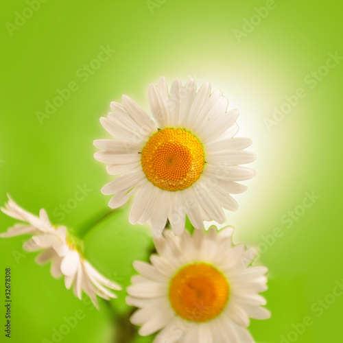 Foto: Sommergrüße - Margeriten Sommergrüße - Margeriten