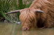 Scottish Highlander Veluwe the Netherlands