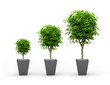 Growing plant concept