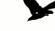 flying eagle in black on white background flying eagle in black on white background