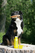 Foto: Picknick im Wald Picknick im Wald