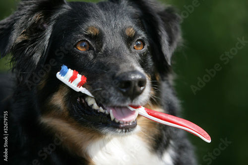 Photo: Hund mit Zahnbürste Hund mit Zahnbürste