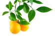 Oranges on a branch with leaves Oranges on a branch with leaves