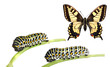 Caterpillars of the swallowtail (Papilio machaon)