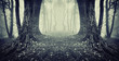 symmetrical photo of a secret passage in a mysterious forest fog
