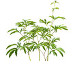 Young peony