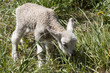 Foto: Lämmchen Lämmchen
