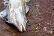 Foto: Toter Zander am Strand Toter Zander am Strand
