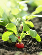 Red radish on bed Red radish on bed