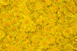 Yellow background with dandelion