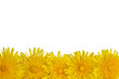 Dandelion isolated on white background