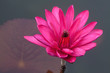 Pink water lily Pink water lily