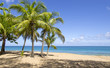 Plage sous les cocotiers