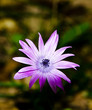 fiorellino