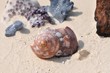 Photo: Von der Zeit gezeichnete Muschel vor Korallen am Strand Von der Zeit gezeichnete Muschel vor Korallen am Strand