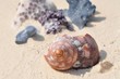 Photo: Von der Zeit gezeichnete Muschel vor Korallen am Strand Von der Zeit gezeichnete Muschel vor Korallen am Strand