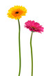 yellow and pink gerber