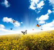 Yellow field with butterfly Yellow field with butterfly