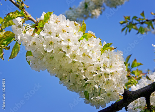 Photo: Cherry Blossom Cherry Blossom