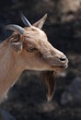 animal de ferme
