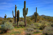 Saguaro Cacti in Spring
