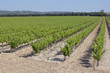 Vineyard field Vineyard field
