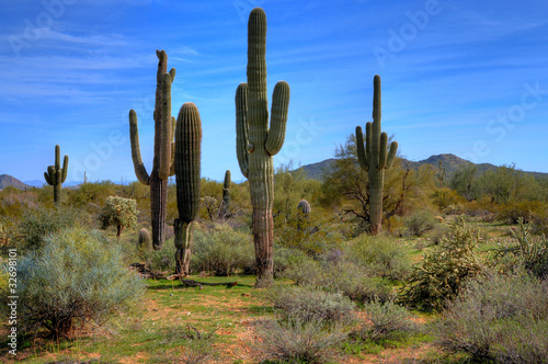 Photo: Saguaro Cacti in Spring Saguaro Cacti in Spring