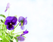 flowers blue