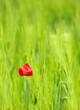 green wheat field and poppy flower green wheat field and poppy flower