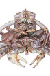 King Crab King Crab