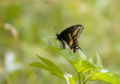 Black Swallowtail Butterfly