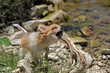jeu de chiot chihuahua jeu de chiot chihuahua