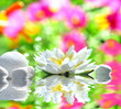 Seerose
